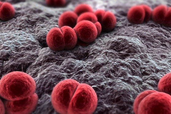 Meningokoki – objawy, ryzyko i szczepienie w AstraMED