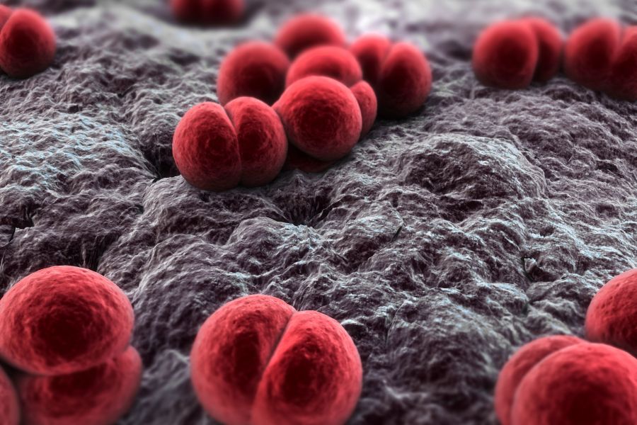 Meningokoki – objawy, ryzyko i szczepienie w AstraMED